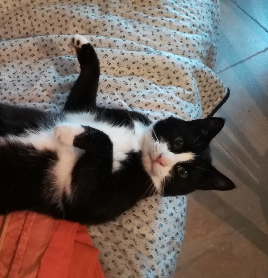 nounou chat