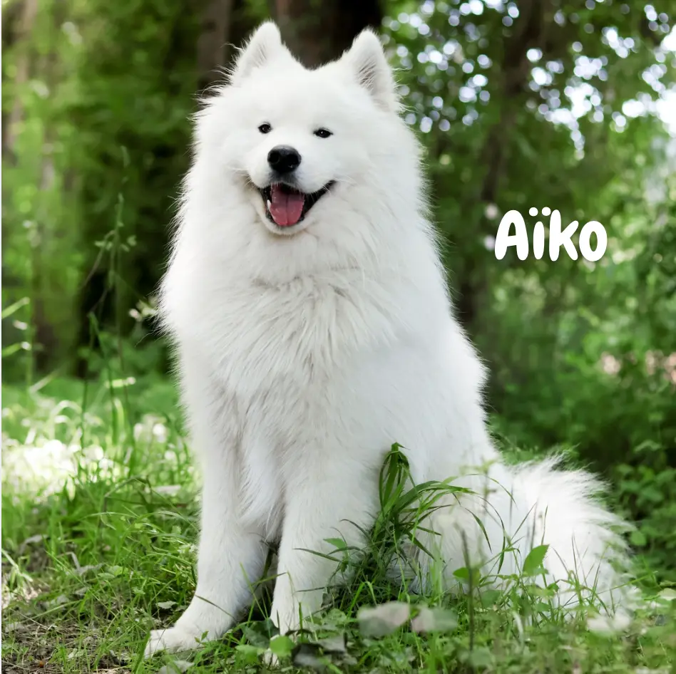 Aïko