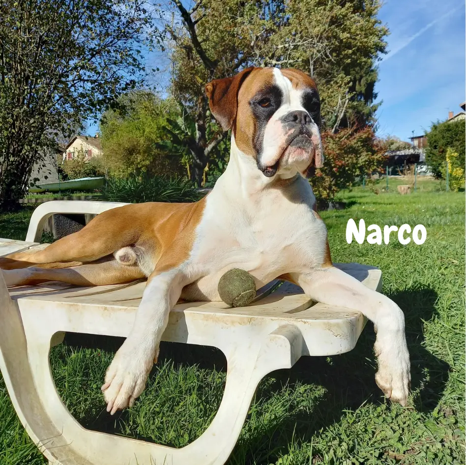 Narco