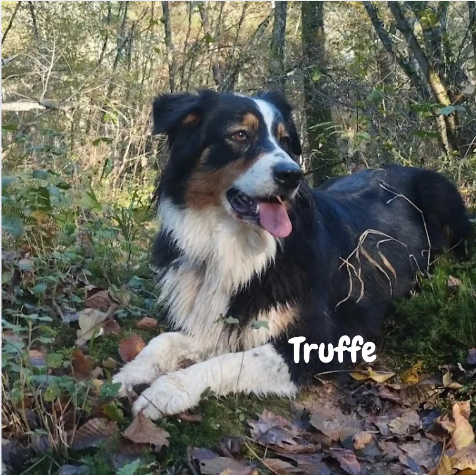 Truffe